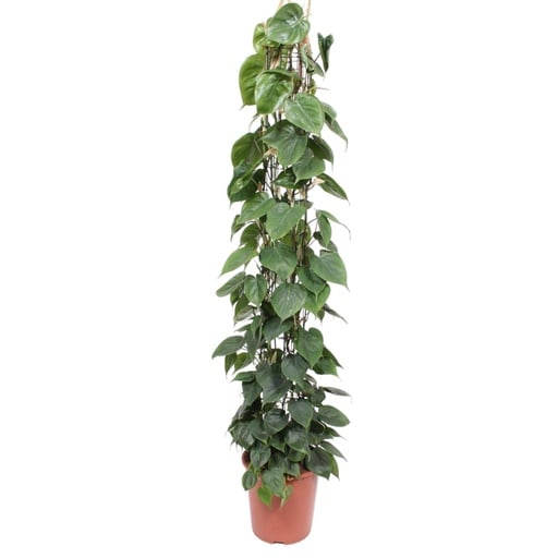 "Kletter-Philodendron (Philodendron scandens) – pflegeleichte Zimmerpflanze, Höhe ca. 160 cm image"