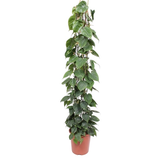 "Kletter-Philodendron (Philodendron scandens) – pflegeleichte Zimmerpflanze, Topf-Ø 27 cm, Höhe ca. 160 cm image"