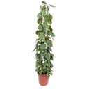 Philodendron Scandens Brasil wire mesh rack - 160 cm - ø27
