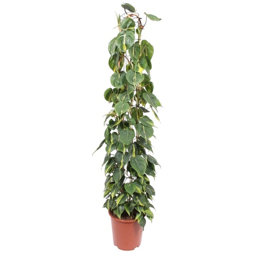 "Philodendron Scandens Brasil wire mesh rack - 160 cm - ø27 image"