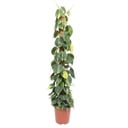 Philodendron Scandens Brasil moss stick - 150 cm - ø27