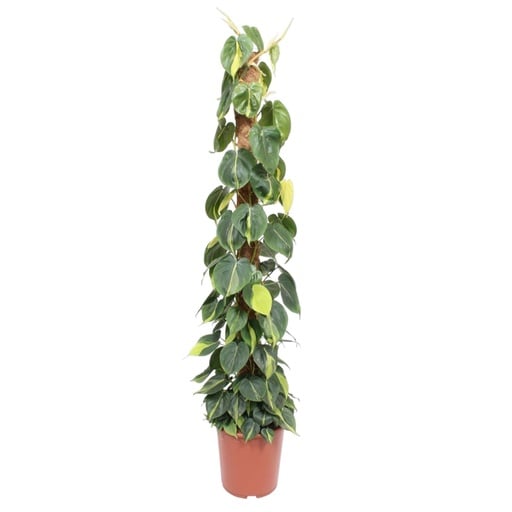 "Philodendron Scandens Brasil moss stick - 150 cm - ø27 image"