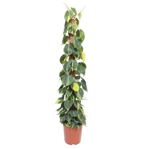"Philodendron Scandens Brasil moss stick - 150 cm - ø27 image"
