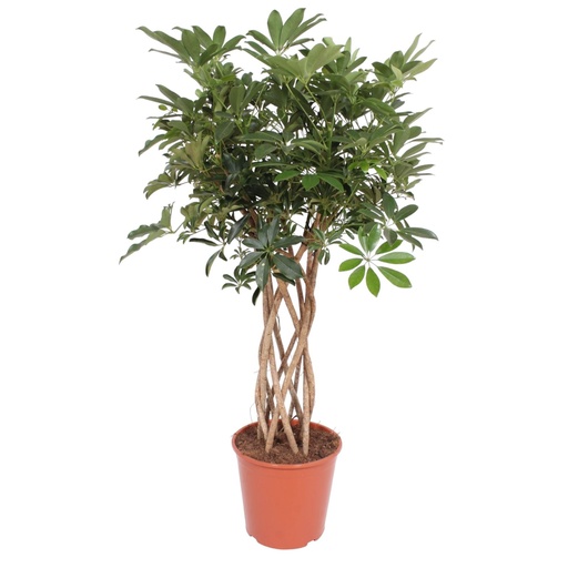"Schefflera Arboricola Compacta braided trunk - 130 cm - ø30 image"