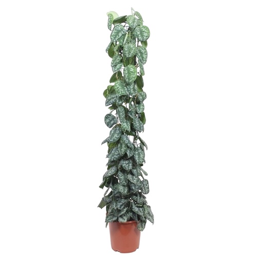 "Scindapsus Pictus Trebie mesh rack - 160 cm - ø27 image"