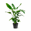 Strelitzia Nicolai - 140 - 150cm - Ø24