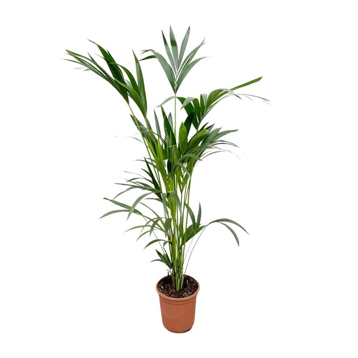 "Kentia palm - 160cm - Ø24 image"