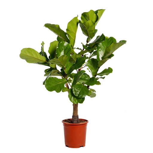 "Ficus Lyrata vertakt - 130cm - ø 27cm image"