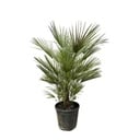 Chamaerops Humilis - 150 cm - ø30
