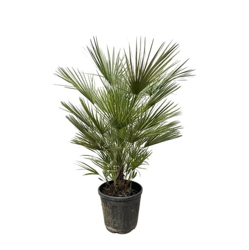 "Zwergpalme (Chamaerops humilis) – pflegeleichte Zimmerpflanze, Höhe ca. 150 cm image"