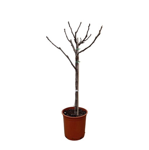 "Ficus Carica auf Stamm - 100 cm - Ø20 image"