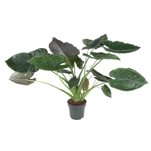 "Alocasia Wentii - 120 cm - ø32 image"