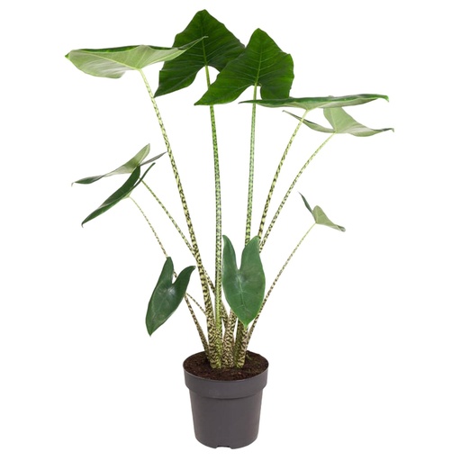 "Alocasia Zebrina - 130 cm - ø32 image"