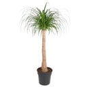 Beaucarnea stem - 120 cm - ø32