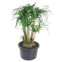 Beaucarnea branched - 110 cm - ø41