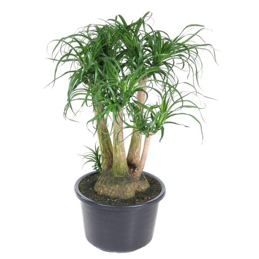 "Beaucarnea branched - 110 cm - ø41 image"