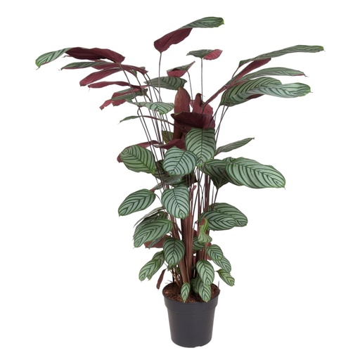 "Calathea Oppenheimiana - 130 cm - ø27 image"