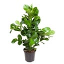 Clusia Rosea - 100 cm - ø24