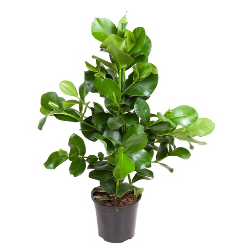 "Clusia Rosea - 100 cm - ø24 image"
