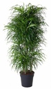 Dracaena Anita branched - 140 cm - ø31