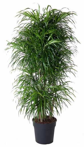"Dracaena Anita branched - 140 cm - ø31 image"
