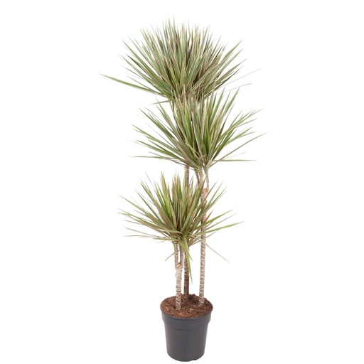 "Dracaena Bicolor - 150 cm - ø24 image"
