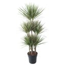 Dracaena Bicolor Carrousel - 150 cm - ø31