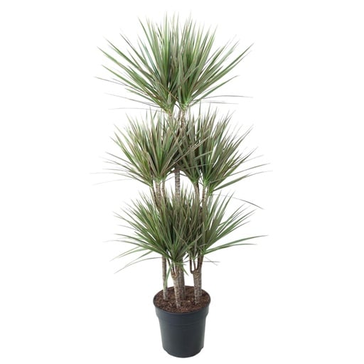 "Dracaena Bicolor Carrousel - 150 cm - ø31 image"