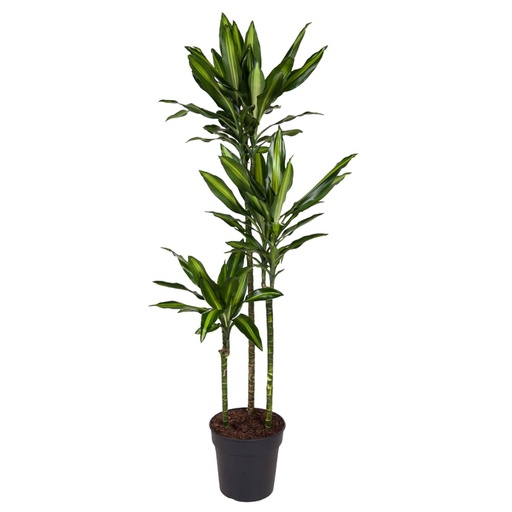 "Dracaena Cintho - 160 cm - ø24 image"