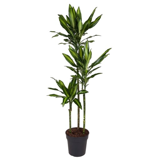 "Gürtel-Drachenbaum (Dracaena cincta) – pflegeleichte Zimmerpflanze, Höhe ca. 160 cm image"