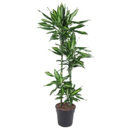 Cincta-Drachenbaum (Dracaena cincta) – pflegeleichte Zimmerpflanze, Höhe ca. 150