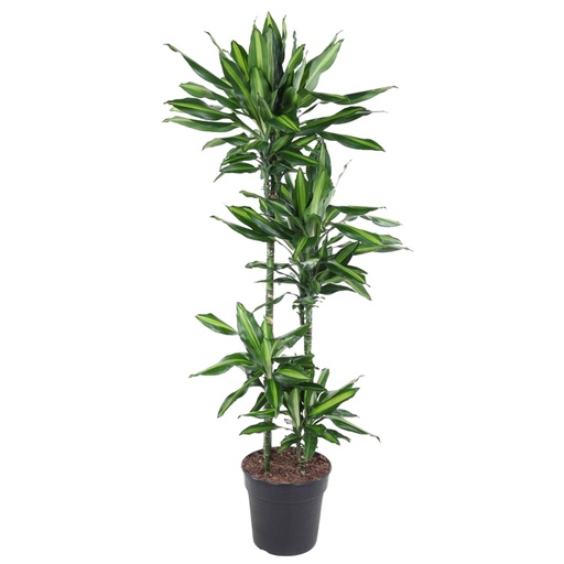 "Dracaena Cintho - 150 cm - ø27 image"