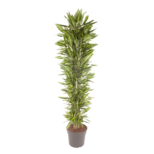 "Dracaena Cintho branched - 210 cm - ø40 image"