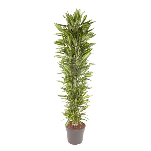 "Drachenbaum (Dracaena cincta) – pflegeleichte Zimmerpflanze, Höhe ca. 210 cm image"