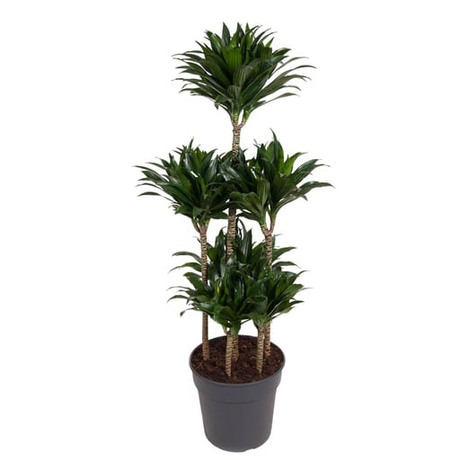 "Dracaena Compacta Carrousel - 130 cm - ø31 image"