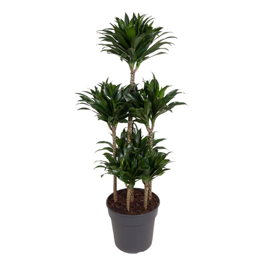 "Dracaena Compacta Carrousel - 130 cm - ø31 image"