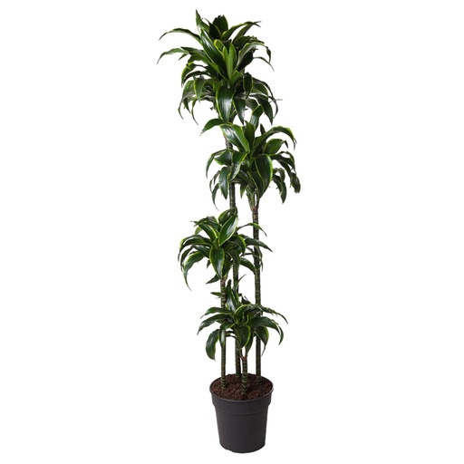 "Drachenbaum (Dracaena dorado) – pflegeleichte Zimmerpflanze, Höhe ca. 170 cm image"
