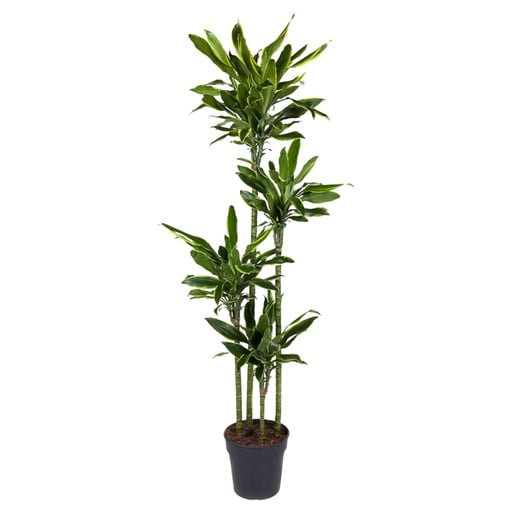 "Dracaena Golden Coast - 170 cm - ø27 image"