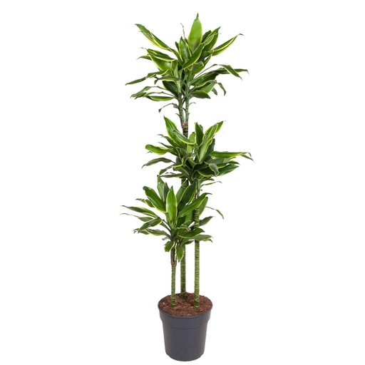 "Dracaena Golden Coast - 150 cm - ø24 image"