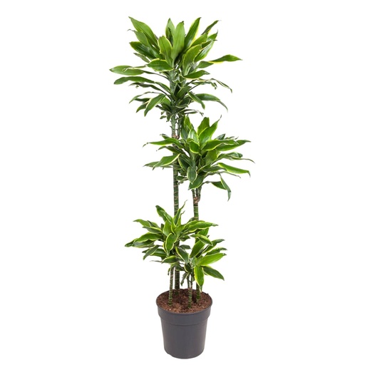 "Dracaena Golden Coast - 140 cm - ø27 image"