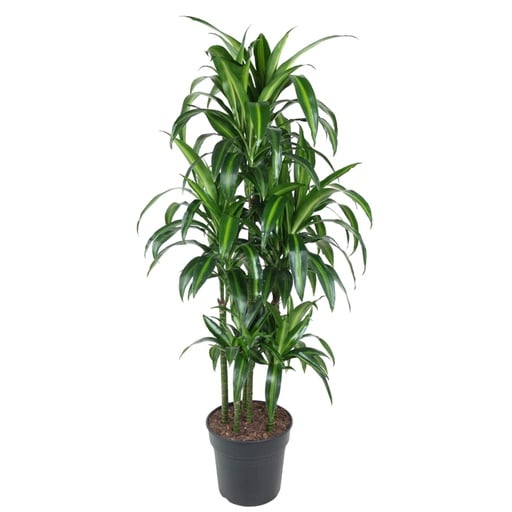 "Dracaena Hawaiiana Carrousel - 150 cm - ø31 image"