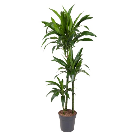 "Dracaena Janet Craig - 150 cm - ø24 image"