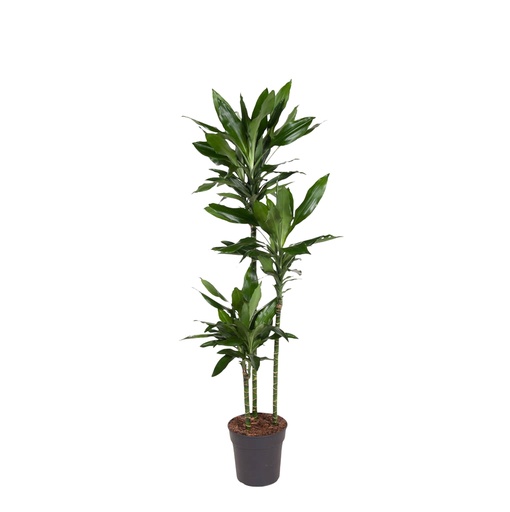 "James-Drachenbaum (Dracaena jamesii) – pflegeleichte Zimmerpflanze, Höhe ca. 160 cm image"