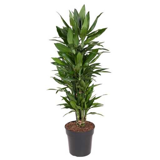 "Dracaena Janet Lind branched - 110 cm - ø27 image"