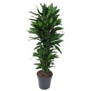 Dracaena Janet Lind branched - 140 cm - ø31