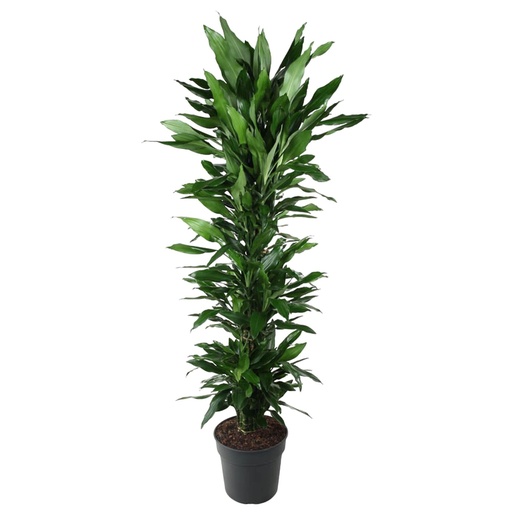 "Dracaena Janet Lind vertakt - 170 cm - ø34 image"