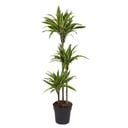 Dracaena Lemon Lime - 160 cm - ø24