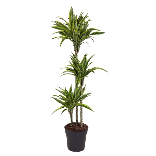 "Dracaena Lemon Lime - 160 cm - ø24 image"