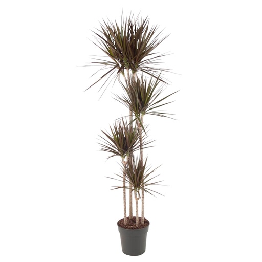 "Dracaena Magenta - 180 cm - ø27 image"