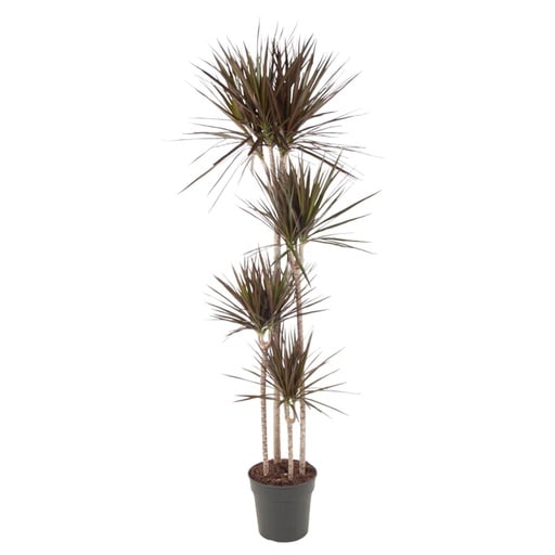 "Magenta-Drachenbaum (Dracaena magenta) – pflegeleichte Zimmerpflanze, Höhe ca. 180 cm image"